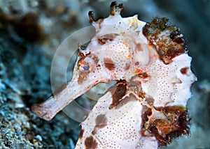 Thorny seahorse close up. Underwater photography, Philippines