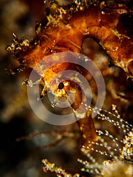 Thorny Seahorse. Hippocampus histrix