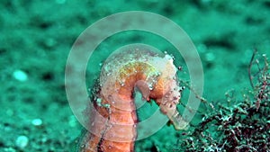 Thorny seahorse Hippocampus histrix on the sand in Zulu sea Dumaguete