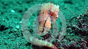 Thorny seahorse Hippocampus histrix on the sand in Zulu sea Dumaguete
