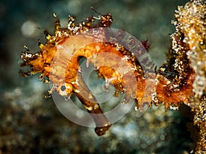 Thorny Seahorse. Horsing around