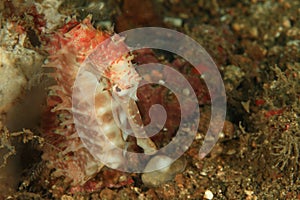Thorny seahorse - Hyppocampus hystrix