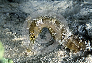 Thorny Seahorse, Mabul Island, Sabah