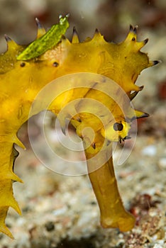 thorny seahorse with a small greenish nudibranch riding its back