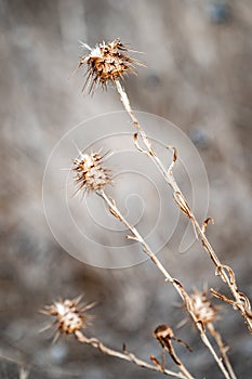 thorny seed winter scene portrait.