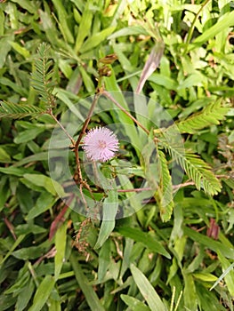 Thorny sensitive plant