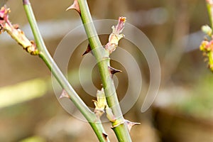 Thorny stem of a rosebush in summer