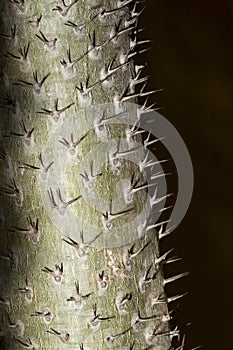 Thorny stem of the succulent Pachypodium lamerei