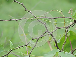 Thorny stems and Vine plant twining on it- save environment background