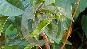 Thorny stick insect, Penang, Malaysia