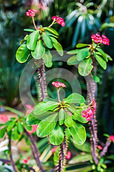 Thorny Succulent with pink Blooming