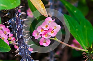 Thorny Succulent with pink Blooming