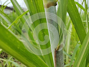 A thorny sugar cane stalk