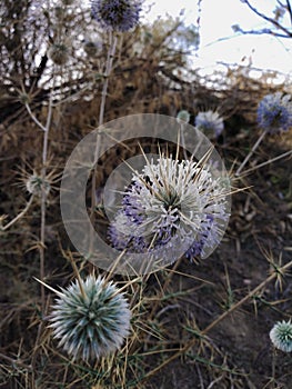 Thorny Thistle flowers with a violet hue on a blurry backdrop