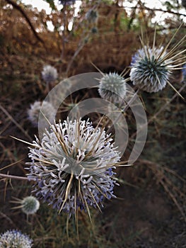 Thorny Thistle flowers with a violet hue on a blurry orange backdrop