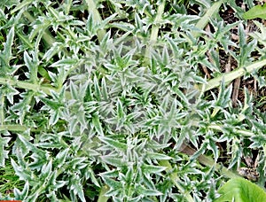 Thorny thistle weed