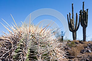 Thorny top of young Saguaro cactus