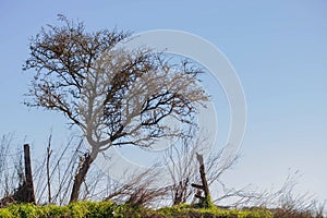 Thorny tree on clear sky