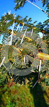 thorny tree at a semi arid reguin.. these are believed to be the almost desert thorns photo