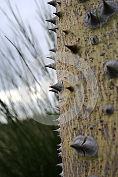 Thorny tree trunk