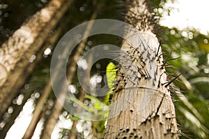 Thorny tree trunk