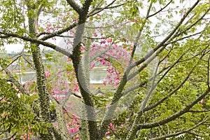 Thorny tree trunk pink flowers