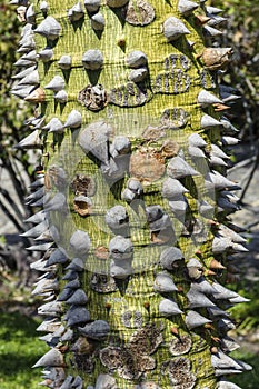 Thorny trunk of an Avocado tree