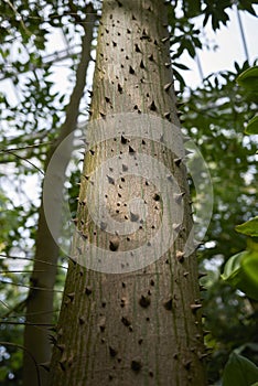 Thorny trunk of Ceiba pentadra tree
