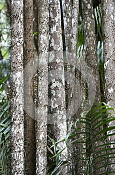 Thorny trunks of Nibong palm tree photo