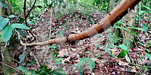 Thorny vines and creepers photo