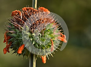 Thorny Wild Flower