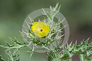 Thorny Wild Plant of Mexican poppy with Yellow Flower