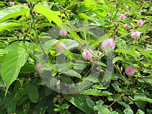 thorny wild plants will be beautiful in time if they have flowering that is round and filamentous pink