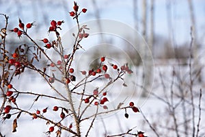 Thorny Wild Rose in mid winter in Saskatchewan