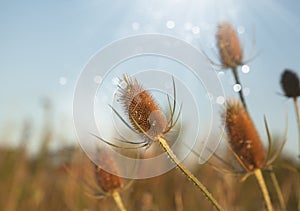 Thorny Wildflower with Rays of sunlight