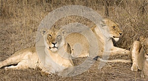 Thornybush lionesses