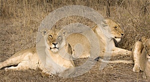 Thornybush lionesses