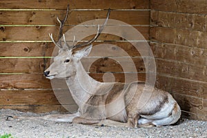 Thorold's Deer (Cervus albirostris) or White-Lipped Deer