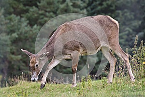 Thorold's Deer (Cervus albirostris) or White-Lipped Deer