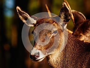 Thorolds deer in a dark forest