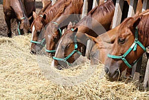 Thorougbred young horses chewing hay on the ranch