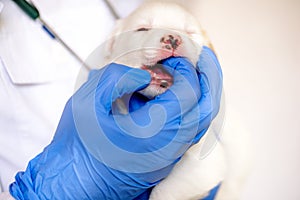 Thorough checkup. Closeup of a professional vet examining teeth of a puppy.Cute white puppy, dog teeth examination, vet doctor and