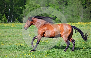 Thoroughbrd horse run and play in ranch meadow