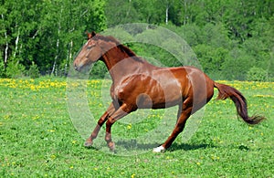 Thoroughbrd horse run and play in ranch meadow