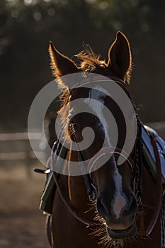 Thoroughbread horse on field