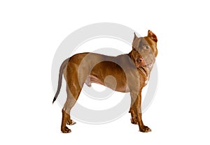 Thoroughbred American Pit Bull Terrier dog standing over white