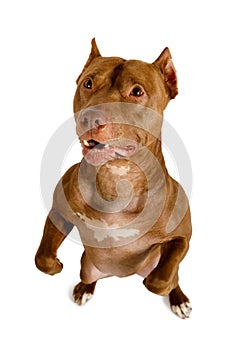 A thoroughbred American Pit Bull Terrier dog stands up on its hind legs
