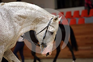 Thoroughbred Arab horse gelding, grey, portrait