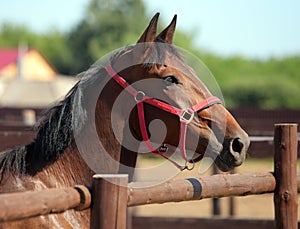 Thoroughbred bay horse against corral al