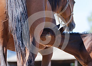 A thoroughbred beautiful chestnut Mare with a foal. Horses grazing in pasture. A little cute brown foal is drinking